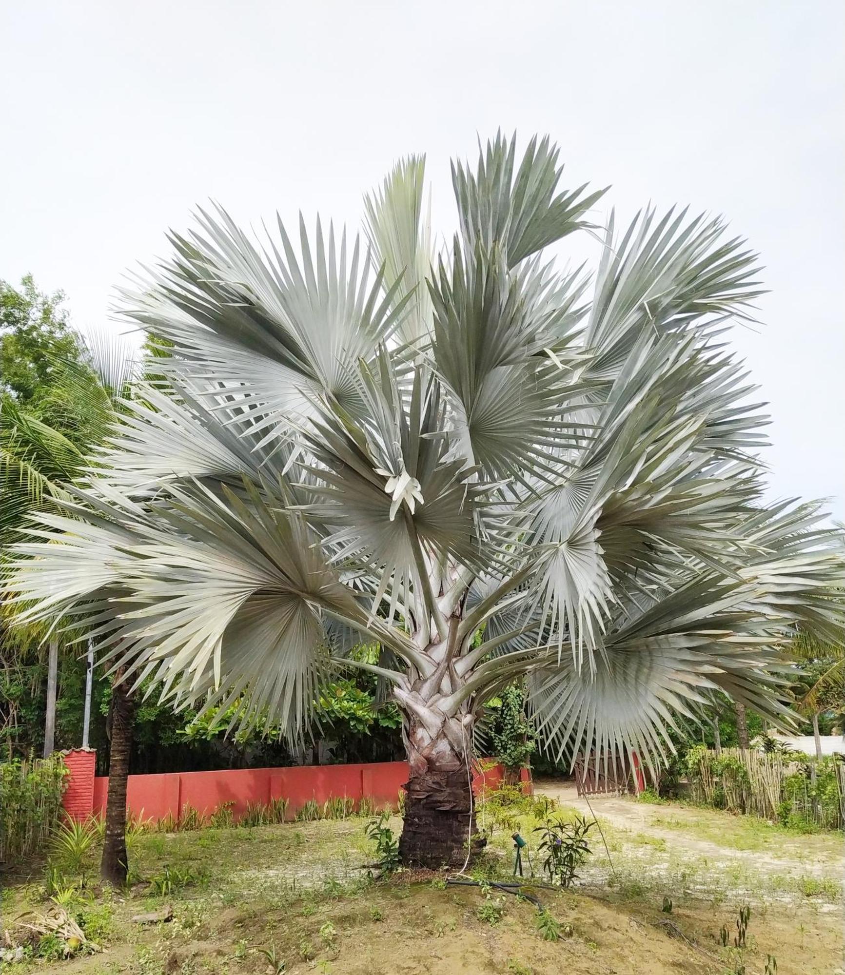 Casa Cumuruxatiba, Natureza E Charme Eksteriør bilde
