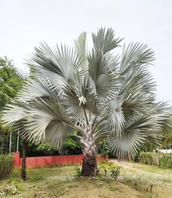 Casa Cumuruxatiba, Natureza E Charme Eksteriør bilde
